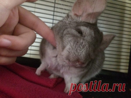 Покупать ли ребенку шиншиллу?
Шиншилла — это зверек из породы грызунов, известный своим красивым, густым мехом и добродушным нравом. В природе распространена в скалистых регионах Южной Америки, где ведет колониальный образ жизни. Как домашнее животное обитала еще в домах древних инков.

Показать полностью…