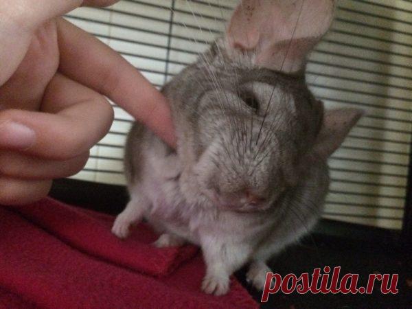 Покупать ли ребенку шиншиллу?
Шиншилла — это зверек из породы грызунов, известный своим красивым, густым мехом и добродушным нравом. В природе распространена в скалистых регионах Южной Америки, где ведет колониальный образ жизни. Как домашнее животное обитала еще в домах древних инков.

Показать полностью…