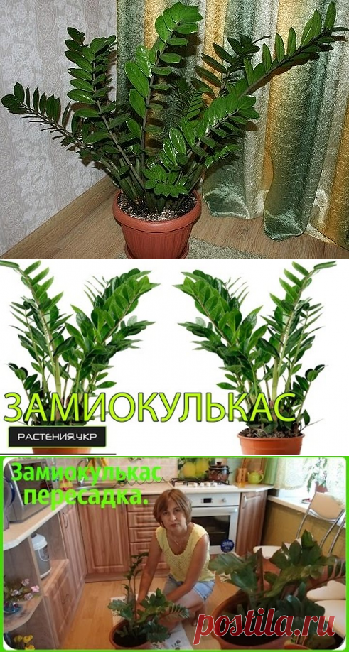 Одноклассники