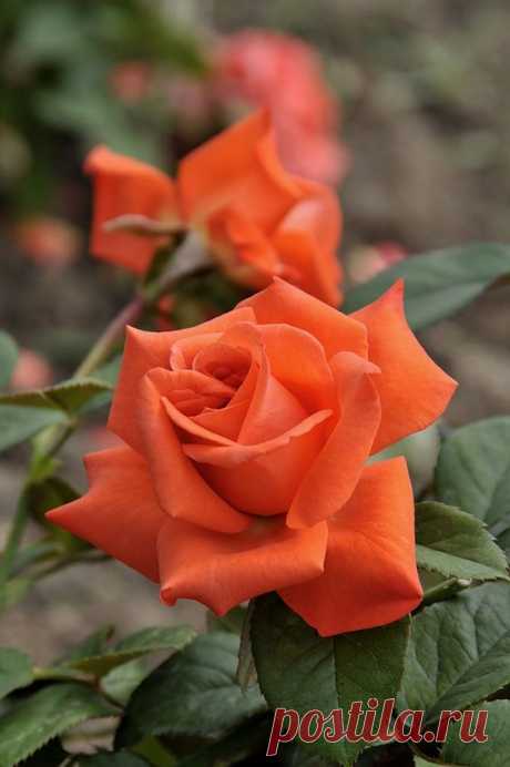 Beauty star, hybrid tea rose   |  Pinterest