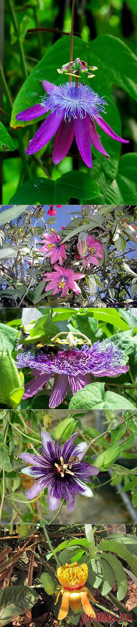Пассифлора - цветок верности и почтительности....