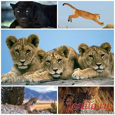 40 Big Cats Wallpapers