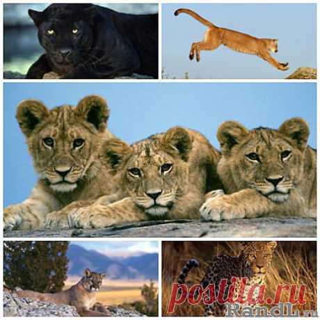 40 Big Cats Wallpapers