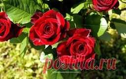 Andreea Petcu(oceanflower1) video creations