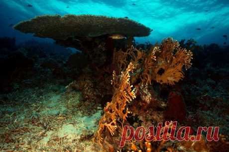 Прекрасные и удивительные коралловые рифы / Туристический спутник