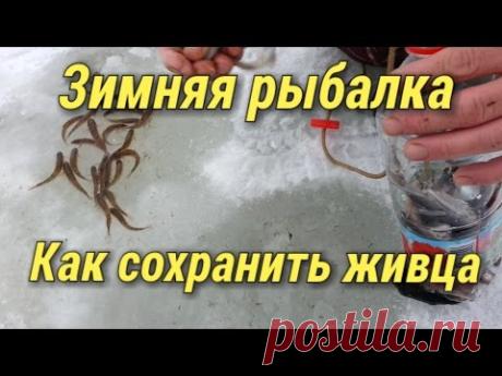 Зимняя рыбалка.Как сохранить живца