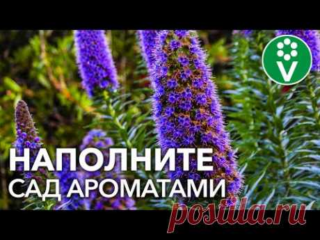 Самые ВОСХИТИТЕЛЬНО ПАХНУЩИЕ ЦВЕТЫ! Окружите себя неповторимыми ароматами