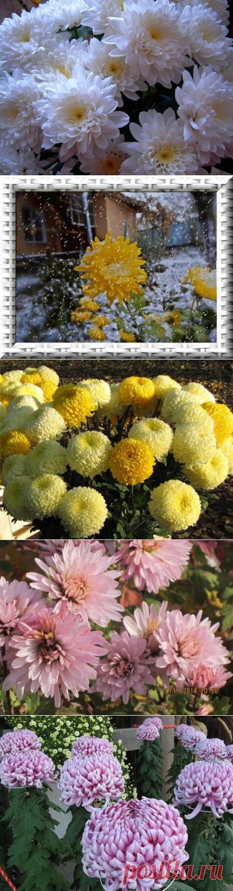 Плейкаст «Девять хризантем»