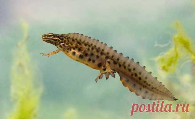 Обыкновенный тритон (лат. Lissotriton vulgaris) является самым распространенным видом этих земноводных. Длина тела вместе с хвостом не превышает 11 см. Кожа тритона может быть как гладкой, так и покрытой мелкими пупырышками. Верх головы, спина и хвост обычно имеют оливково-бурый цвет, а на нижней части, окрашенной в желтоватые тона, видны темные пятна. Во время обитания в воде обыкновенные тритоны кормятся личинками комаров и стрекоз, мелкими ракообразными. На суше основу ...