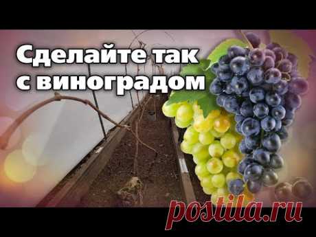 Быстрое и удобное укрытие винограда весной