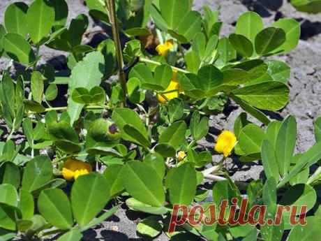 Как я орешки выращивала О пользе орехов, думаю, говорить дополнительно не стоит. А в моей семье, так сложилось, без орехов вообще не могут прожить. 
Любим мы их. И просто погрызть, и в блюда добавлять, и в кондитерские издел…