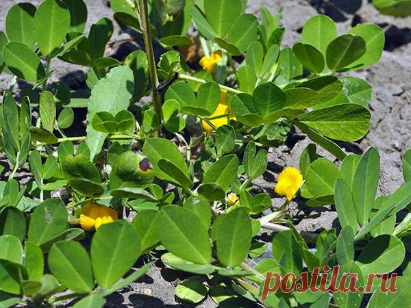 Как я орешки выращивала О пользе орехов, думаю, говорить дополнительно не стоит. А в моей семье, так сложилось, без орехов вообще не могут прожить. 
Любим мы их. И просто погрызть, и в блюда добавлять, и в кондитерские издел…