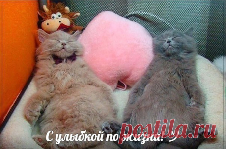 Жили-были Ох и Ах...
Все им было Пох и Нах!