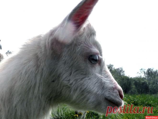 Фото: Фото, животные. Николай Попов. Фото животных - Фото и фотограф на Расфокусе.