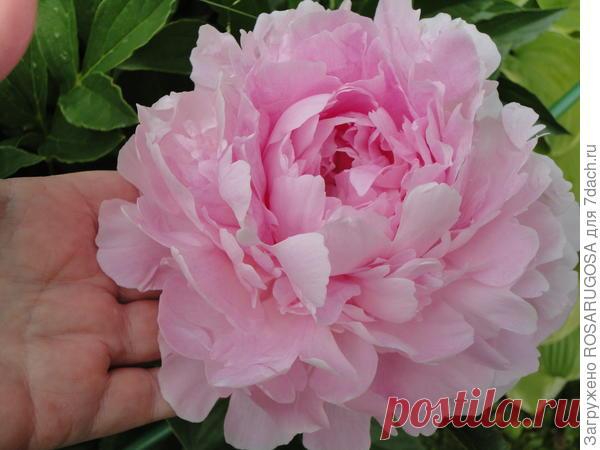 Лучшие пионы: 29 популярных сортов. Фото