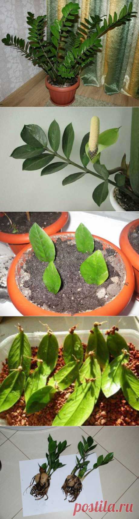 БЛОГ ПОЛЕЗНОСТЕЙ: Zamioculcas или &quot;долларовое дерево&quot; - секреты ухода
