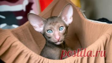 Счастливый автобус - OGADANIE.RU