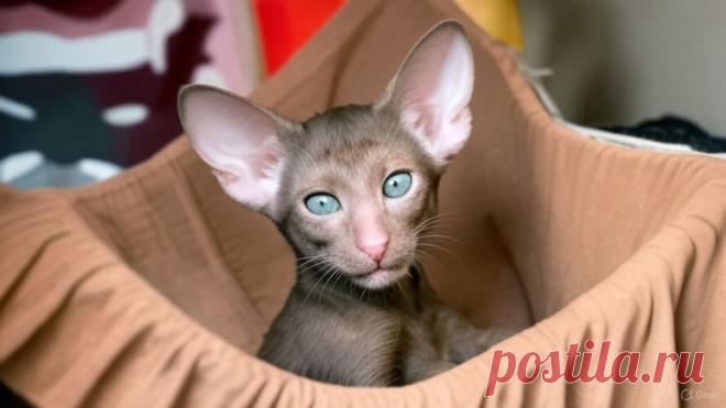 Счастливый автобус - OGADANIE.RU