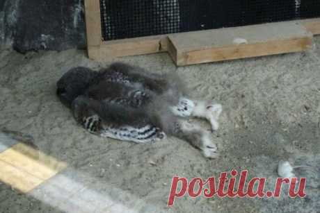 Милые птицы иногда смешнее и харизматичнее других существ