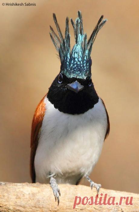 mxtraculous • pearl-nautilus: Asian paradise flycatcher
