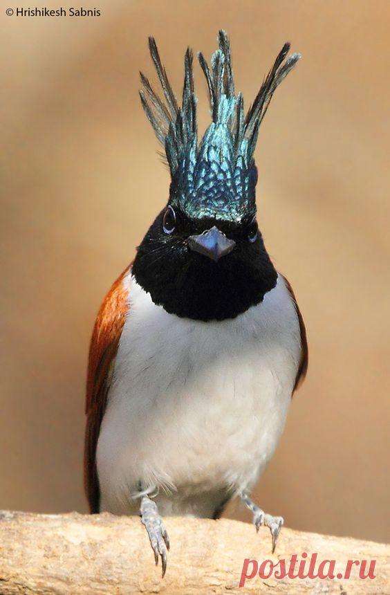 mxtraculous • pearl-nautilus: Asian paradise flycatcher
