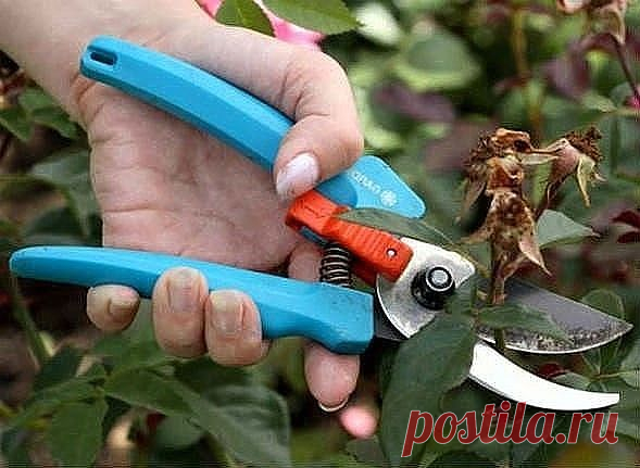 Уход за розами