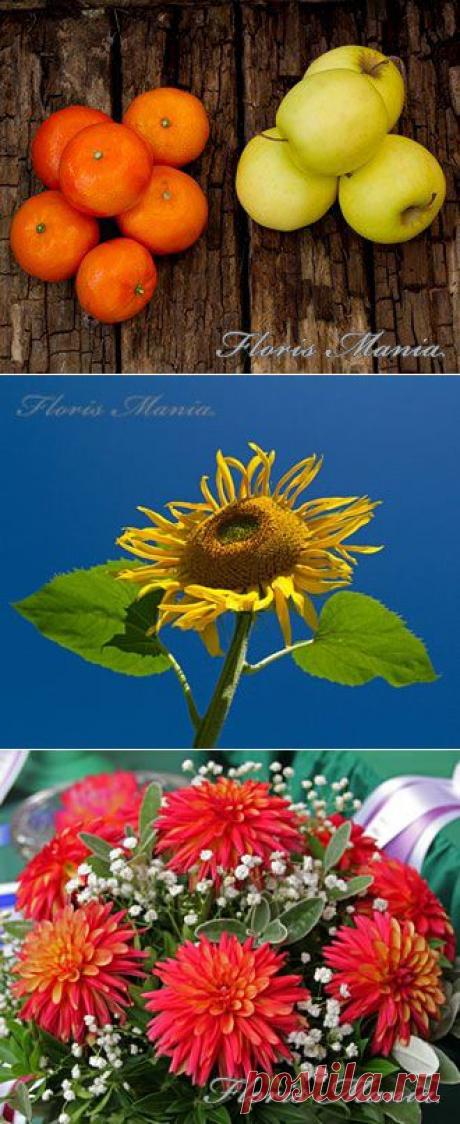 Обои для рабочего стола с цветами: сентябрь 2014