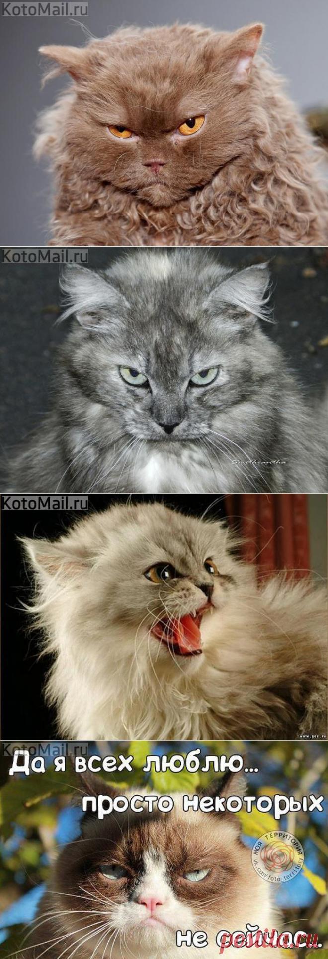 Злюка! | KotoMail.ru