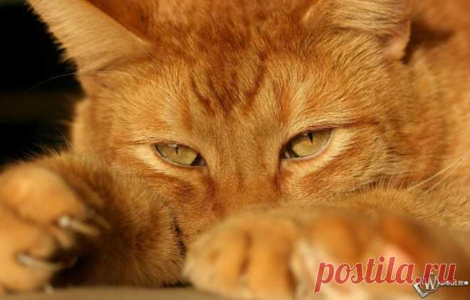 фото рыжего кота: 33 тыс изображений найдено в Яндекс.Картинках
