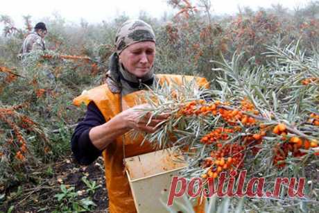 Как быстро и эффективно собирать облепиху: мудрые советы ценителям оранжевой ягоды