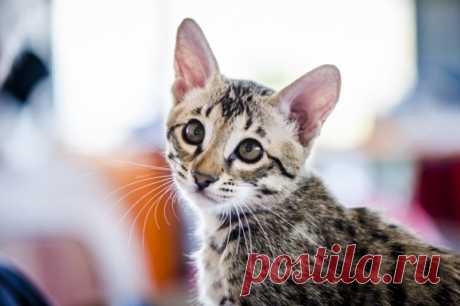 Усы, лапы и хвост: сможете ли вы угадать породу кошки по фотографии — ТЕСТ - IrkutskMedia Коты и кошки – одни из самых распространенных домашних животных. Всего в мире насчитывается более 40 официально признанных пород этих четвероногих питомцев. Каждая из кошек обладает своим неповторимым характером и внешностью. ИА IrkutskMedia предлагает читателям проверить свои знания о кошачьих и ответить на все 10 вопросов теста наших коллег из ИА SakhalinMedia.