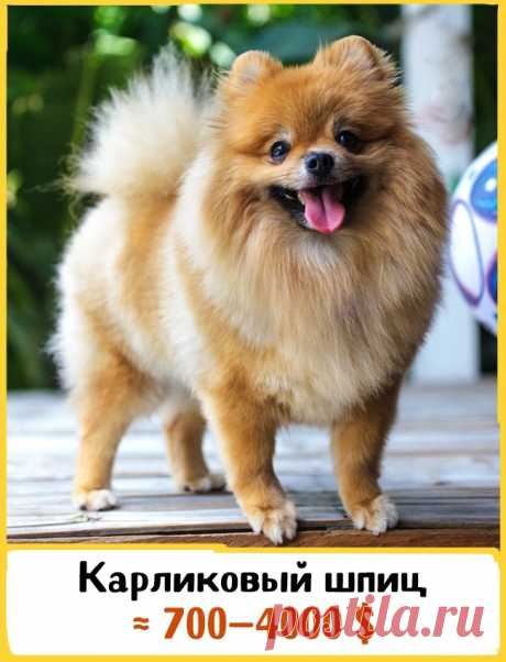 19 великолепных собак, которые стоят целое состояние