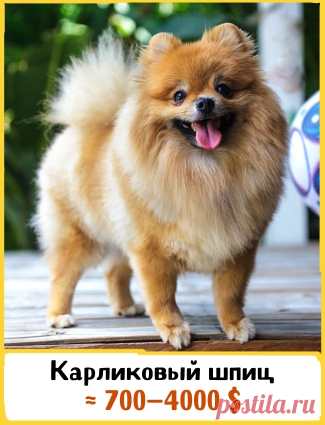 19 великолепных собак, которые стоят целое состояние