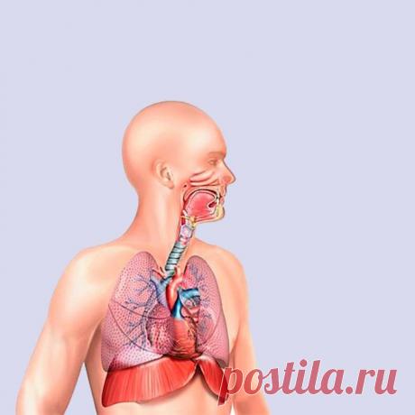 Упражнения, которые улучшат работу дыхательной системы Если вы хотите привести в порядок дыхательную систему, а также облегчить симптомы бронхита и других заболеваний органов дыхания, для этого достаточно регулярно выполнять простые упражнения. Такая гимн...