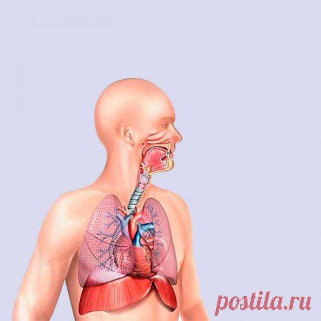 Упражнения, которые улучшат работу дыхательной системы Если вы хотите привести в порядок дыхательную систему, а также облегчить симптомы бронхита и других заболеваний органов дыхания, для этого достаточно регулярно выполнять простые упражнения. Такая гимн...