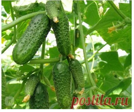 Огурцы всего лишь от одного полива будут расти в два раза быстрее - Сказочная Карелия - медиаплатформа МирТесен