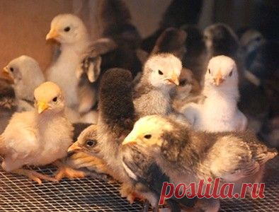 Выращивание цыплят-бройлеров. Корм для бройлеров