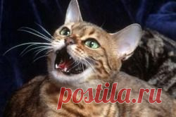Кошкам этого не предлагать! - кошки, домашние животные,