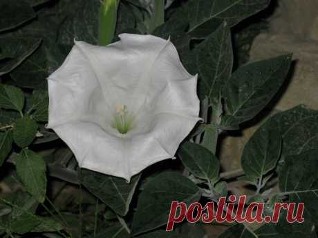 Однолетнее травянистое растение семейства Паслёновые (Solanaceae). Имеет белый стержневой корень. Стебель высотой 30-110 см, прямостоячий, вильчато разветвленный, полый внутри, в нижней части цилиндрический, в верхней - тупоугольный. 
     Листья очерёдные, яйцевидные, к основанию суженные в черешок, с крупными выемками, неравномерно заострённые. Если лист размять в руке, издаёт неприятный запах. 
     Цветки одиночные, белые, крупные (до 12 см),
