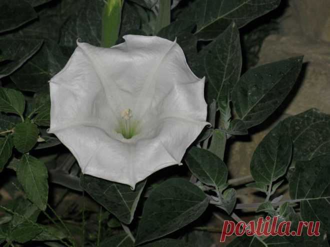 Однолетнее травянистое растение семейства Паслёновые (Solanaceae). Имеет белый стержневой корень. Стебель высотой 30-110 см, прямостоячий, вильчато разветвленный, полый внутри, в нижней части цилиндрический, в верхней - тупоугольный. 
     Листья очерёдные, яйцевидные, к основанию суженные в черешок, с крупными выемками, неравномерно заострённые. Если лист размять в руке, издаёт неприятный запах. 
     Цветки одиночные, белые, крупные (до 12 см),