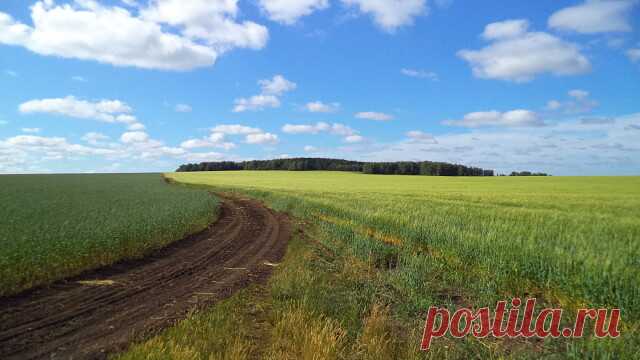 22.07.2020 ПРИОЗЕРНОЕ природа вокруг фото А.Монастырных