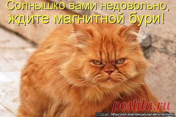 Милые пушистики.. | Фотографии Леди Тигр | 528 фото