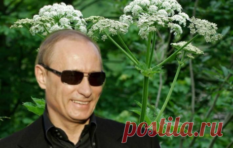 Путин возглавил вторжение борщевика в Британию – Daily Express | МК - Лондон