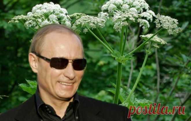Путин возглавил вторжение борщевика в Британию – Daily Express | МК - Лондон