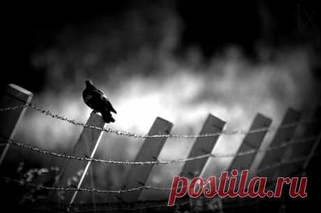 6 Մի՛ տուէք սրբութիւնը շներին. եւ ձեր մարգարիտները խոզերի առաջ մի՛ գցէք, որպէսզի դրանք ոտքի կոխան չանեն եւ դառնալով ձեզ չպատառոտեն:
7 Խնդրեցէ՛ք Աստծուց, եւ նա կը տայ ձեզ, փնտռեցէ՛ք եւ կը գտնէք, բախեցէ՛ք, եւ կը բացուի ձեր առաջ. 8 որովհետեւ, ով որ ուզի, ստանում է, ով որ փնտռի, գտնում է, եւ ով որ բախի, նրա առաջ կը բացուի:
Ավետարան ըստ Մատթեոսի, 7. 6-8

Քրիստոս Ծնավ եւ Հայտնեցավ, Մեզ եւ Ձեզ Մեծ Ավետիս: