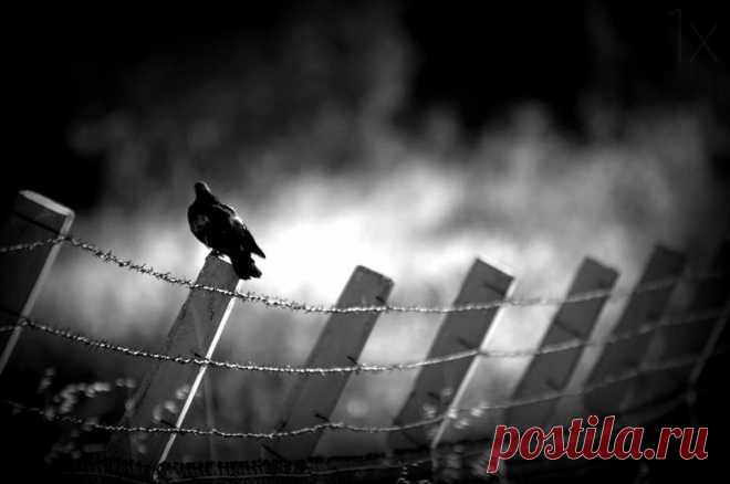 6 Մի՛ տուէք սրբութիւնը շներին. եւ ձեր մարգարիտները խոզերի առաջ մի՛ գցէք, որպէսզի դրանք ոտքի կոխան չանեն եւ դառնալով ձեզ չպատառոտեն:
7 Խնդրեցէ՛ք Աստծուց, եւ նա կը տայ ձեզ, փնտռեցէ՛ք եւ կը գտնէք, բախեցէ՛ք, եւ կը բացուի ձեր առաջ. 8 որովհետեւ, ով որ ուզի, ստանում է, ով որ փնտռի, գտնում է, եւ ով որ բախի, նրա առաջ կը բացուի:
Ավետարան ըստ Մատթեոսի, 7. 6-8

Քրիստոս Ծնավ եւ Հայտնեցավ, Մեզ եւ Ձեզ Մեծ Ավետիս: