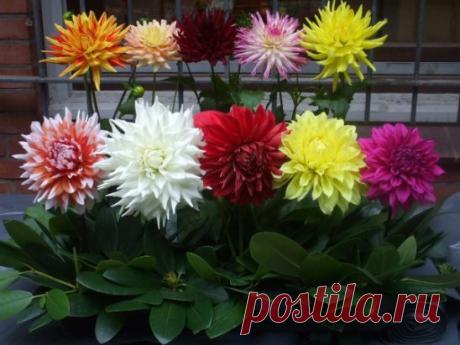 БОЛЬШИЕ И МАЛЕНЬКИЕ СЕКРЕТЫ О ВЫРАЩИВАНИИ ГЕОРГИНЫ.
Если летним балом правят розы, то осенью королевой бала по праву считается георгина. И это справедливо! Красивые тёмно-зелёные листья, крупные соцветия разных тонов и оттенков привлекают внимание цветоводов. Размеры соцветий тарелочных сортов - удивляют и восхищают! Георгины украшают наш сад до самых заморозков, вместе с нами провожают лето. Некоторые цветоводы отказываются от выращивания георгин по той причине, что его цветение начинается сли