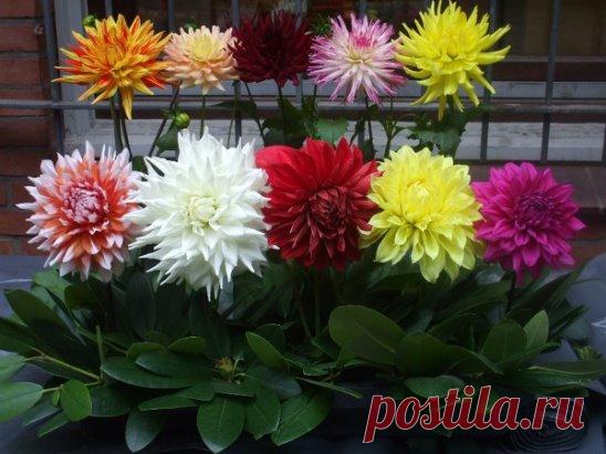 БОЛЬШИЕ И МАЛЕНЬКИЕ СЕКРЕТЫ О ВЫРАЩИВАНИИ ГЕОРГИНЫ.
Если летним балом правят розы, то осенью королевой бала по праву считается георгина. И это справедливо! Красивые тёмно-зелёные листья, крупные соцветия разных тонов и оттенков привлекают внимание цветоводов. Размеры соцветий тарелочных сортов - удивляют и восхищают! Георгины украшают наш сад до самых заморозков, вместе с нами провожают лето. Некоторые цветоводы отказываются от выращивания георгин по той причине, что его цветение начинается сли