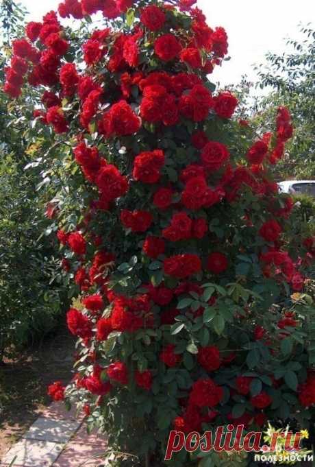 Йод и молоко прогнали тлю с моих роз 
Тля, пожалуй, самый отвратительный и живучий вредитель, который может поселиться в вашем саду. Вроде бы вот, расправились с ней, и в саду красота. Но через неделю глядишь, а тля как будто никуда и не пропадала. Все так же сидит на листьях роз и кустарников, и портит внешний вид растений. 
Я нашла и тле управу. Для борьбы с ней вам понадобятся: распылитель или 2-литровая бутылка, шприц, 100 мл молока и пузырек йода. В распылитель набери...