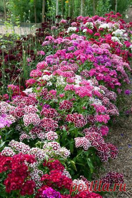 Sweet William's field | Flower Love